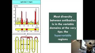 Structural Immunology (2 of 6): Antibodies: Proteins that Protect