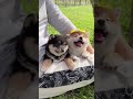 the mischievous shiba moment that melts every heart