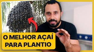 O MELHOR Açaí para o seu plantio | BRS - Pai D'égua