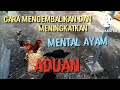 Cara memperbaiki mental ayam Adu4n