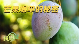 一天营业额80万，别人不要的芒果在他手里很值钱！90后小伙推广的分级制度很有用，让种植户的每一颗芒果都能有个好价钱 |「共富经」20230914