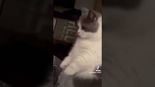 Maestro cute cat😹#cute#funny#love #cat #comedy #reels #viralvideo #viralshorts #shorts #tiktok #fyp