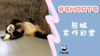 熊媽忘仔日常 | iPanda熊貓頻道 #Shorts