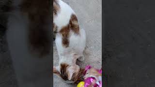 derita kucing jalanan #ceritakucingkampung #viral