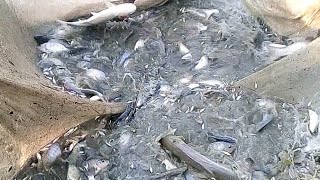 Village pond fishing in the Bangladesh | Amazing net fishing video (Tilapia part-3) জাল দিয়ে পুকুরে
