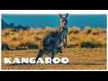 Kangaroo noise - see how do kangaroos communicate 🦘 Kangaroo sounds and noises.