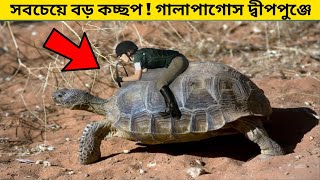 পৃথিবীর সবচেয়ে বড় কচ্ছপ গালাপাগোস দ্বীপপুঞ্জে | The Largest Turtles Are In The Galapagos Islands