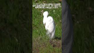 鳥・チュウダイサギと思われる野鳥と その鳴き声 2023年3月19日撮影