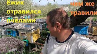 РЕЗУЛЬТАТ ПОТРАВЫ ПЧЁЛ НА ОКРУЖАЮЩИХ/ОТРАВИЛСЯ ПЧЁЛАМИ ЁЖИК/ПРЕПАРАТ \