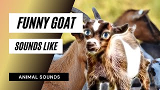 Funny Goat Sounds Like - funny goats 2020 🐑 🐐 goats making funny sounds and noises [funny pets]