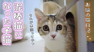 泥棒猫になった子猫【お嬢の猫日記 / OJO- CAT DAILY】