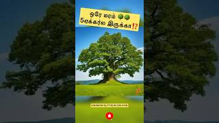 ஒரே மரம் 🌳🌳5ஏக்கர்ல இருக்கா⁉️#viral #trending #shorts #short #youtubeshorts #shortvideo #subscribe