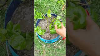 #How we can grow Mogra(Jasmine)plant from cutting #