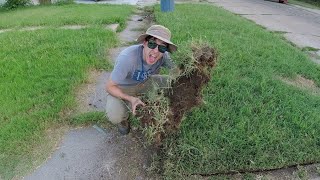 Homeowner STUNNED at How WIDE the Sidewalks Are (Part 2) - FREE OVERGROWN Lawn Mowing and Edging