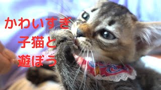 旬は今！かわいすぎる子猫と遊ぶ‼︎保護猫喫茶 要にゃんこ亭 6月5日2