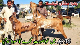 Friday Taxila Bakra Mandi Latest Update October 2024 | Breeder Bakray