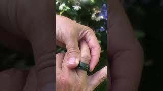 Canadian Nephrite Jade 10mm Wide Band Ring