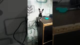 #New #cat# wali #video #trending video #viral video #short video  #viral#posts