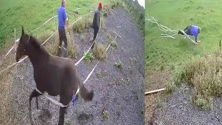 Young Foal Takes Out Owner By Ripping Down Fence