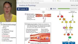 Blood 6- Hemostasis