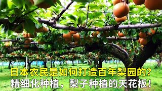 日本農民是如何打造百年梨園的？精細化種植，梨子種植的天花板！