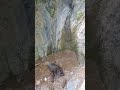 badespaß der wildschweine mit rutsche shortvideo shortsvideo funny tiere