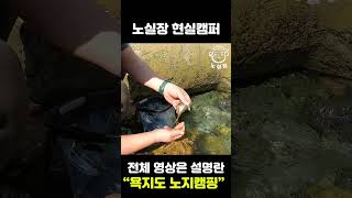 욕지도 해루질 해삼먹방 / 워킹해루질 해삼이 널렸다