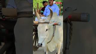 மாடு ஓட்டுறது எப்படி?  #shorts #shortsfeed #shortsvideo #shortsbeta