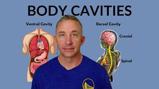 Understanding Body Cavities