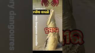 ମଣିଷ ଖିଆ କୁମ୍ଭୀର || manisa khia kumbhira|| crocodile die to man||#youtubeshorts #shorts