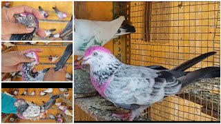 Allahabadi Pigeon for sale..100% High flying pigeon..😍contact-8369932198.