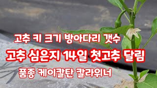 고추심은지 14일 고추 품종 키 첫고추 달림 괴산청결고추 케이칼탄 칼라위너 코레곤 [고추재배방법]