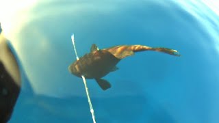 Nice goldblotch grouper catch