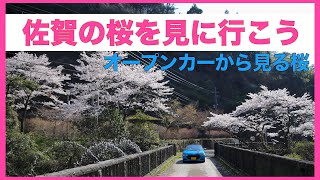 【佐賀の桜】S660の屋根を開けて花見へ行こう！オープンカーから見る満開の桜！！