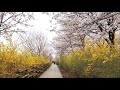 여의도 벚꽃 서울 봄에 가볼만한 곳 spring in seoul