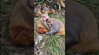 Adorable Animal Monkey #BeeLeeMonkeyFans 403