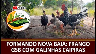 FORMANDO NOVA BAIA: FRANGO GSB COM GALINHAS CAIPIRA