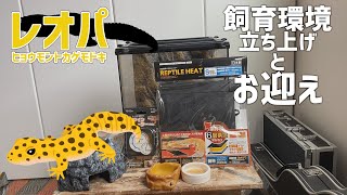 【ヒョウモントカゲモドキ】レオパお迎え！【はじめての飼育環境立ち上げ】