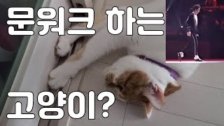 집사 출근 막는 고양이(feat. 문워크하는 냥이)