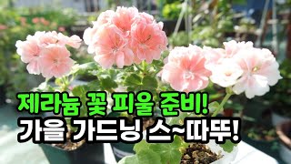 제라늄 순집기와 가지치기 뭐부터 해야 하지? | 뼈라늄은 어떻게 해야 할까? |