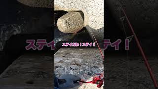 穴釣り王に俺あなる！【餌サバ】#Shorts #穴釣り #fishing #釣り初心者向け動画#海釣り