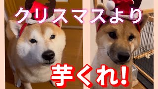 クリスマス⁉️芋さえあればいい‼️柴犬の本音