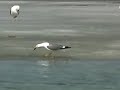 larus cachinnans.flv