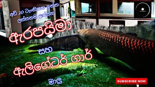 3 feet Long Arapima and Alligator Gar Fish In Huge Aquarium Tank | 20feet tank | The Fishyflex