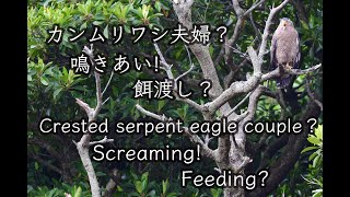 【カンムリワシ ペア 鳴き交わし】石垣島のカンムリワシ餌渡し？ 鳴き合い Crested serpent eagle couple Screaming Feeding  野鳥撮影