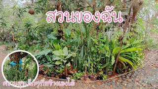 พาเดินดูต้นไม้ทั้งหมดที่มีและพูดคุยกันค่ะ😊❤️🌿 |จิรัชญา/โคราช