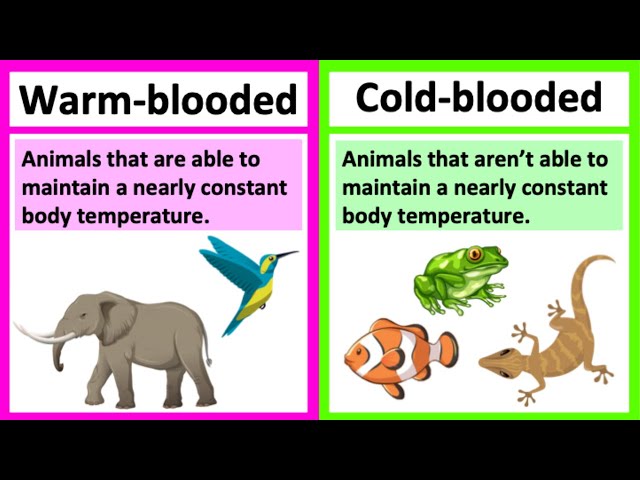 Difference Between Cold Blooded Warm Blooded Types 48 Off