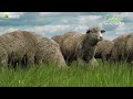 Qurbani 2023 | Yasir Qadhi | Starting From $35