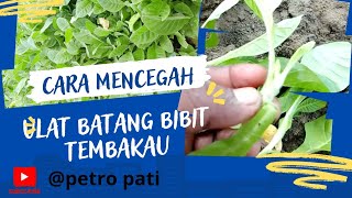 cara mencegah ulat batang pada bibit tembakau