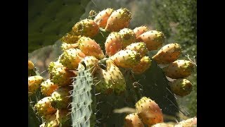 How to Peel Prickly Pears